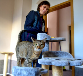 Energiekrise: Erstes Tierheim schlägt Alarm - Das ist Katze Leyla beim Tierschutzverein in Frankenberg. Für sie und ihre Zwillingsschwester Tinka wird eine neue Familie gesucht.