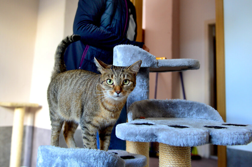 Das ist Katze Leyla beim Tierschutzverein in Frankenberg. Für sie und ihre Zwillingsschwester Tinka wird eine neue Familie gesucht.