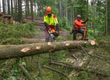 Energiekrise: Erzgebirger decken sich mit Brennholz ein - Im Forstbezirk Neudorf ist die Nachfrage nach Brennholz deutlich gestiegen. 