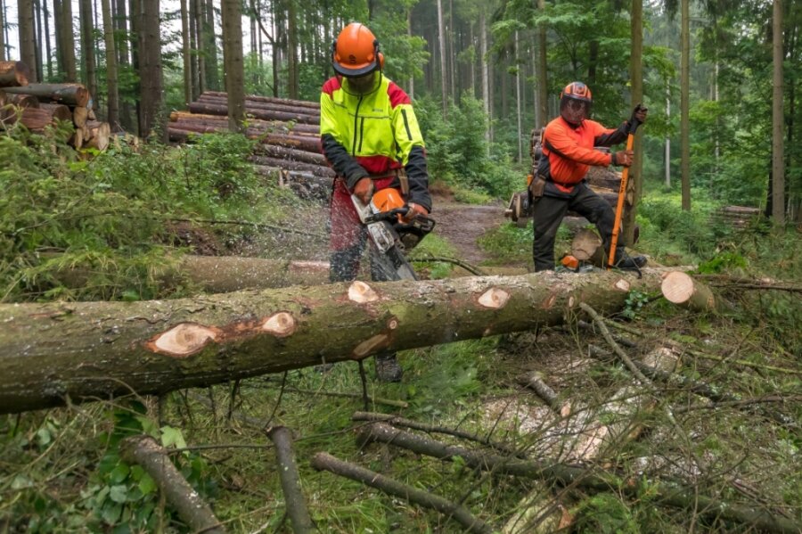 Energiekrise: Erzgebirger decken sich mit Brennholz ein - Im Forstbezirk Neudorf ist die Nachfrage nach Brennholz deutlich gestiegen. 