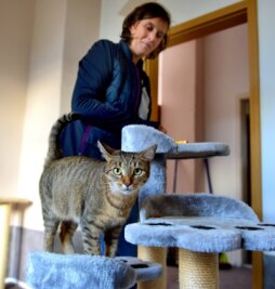 Energiekrise: Tierheim schlägt Alarm - Das ist Katze Leyla beim Tierschutzverein in Frankenberg. Für sie und ihre Zwillingsschwester Tinka wird eine neue Familie gesucht. 