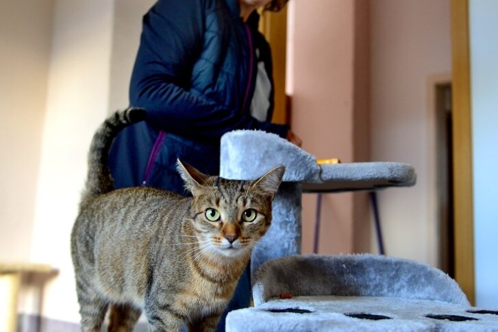 Energiekrise: Tierheim schlägt Alarm - Das ist Katze Leyla beim Tierschutzverein in Frankenberg. Für sie und ihre Zwillingsschwester Tinka wird eine neue Familie gesucht. 