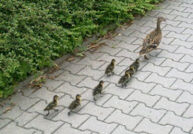 Auf von der Polizei abgesicherten Wegen watschelte die Entenfamilie am Dienstag zum Teich hinter der Chemnitzer Montessorischule.