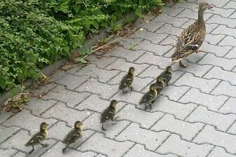 Auf von der Polizei abgesicherten Wegen watschelte die Entenfamilie am Dienstag zum Teich hinter der Chemnitzer Montessorischule.