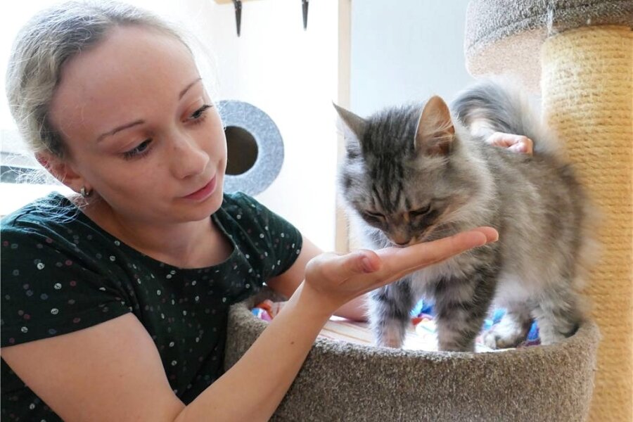 Enthauptete Katze sorgt in Zschopau für Entsetzen - In der Tierschutzstation hat Jessy Weber noch andere Katzen, um die sie sich kümmern muss. Doch Franzi wird die stellvertretende Vereinsvorsitzende für immer vermissen.
