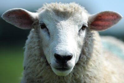 Enthauptete Schafe gefunden: Polizei bittet um Hinweise - 