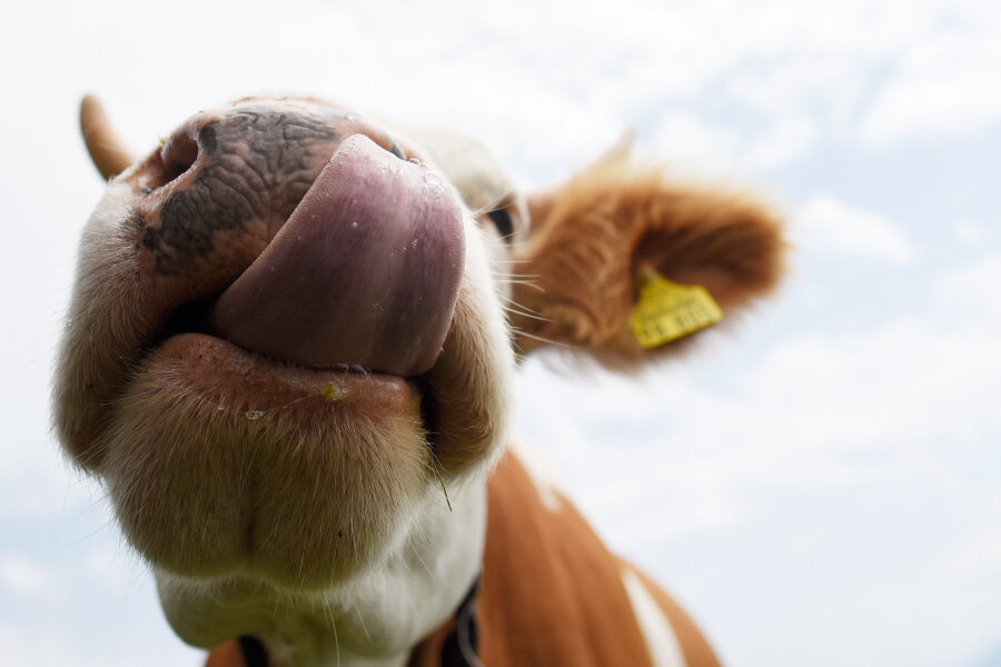 Entlaufene Kuh sorgt in Kriebethal für Aufregung - 