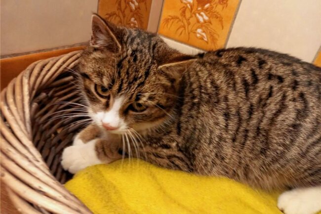 Entlaufener Kater in Hoyersdorf gefunden - Der Kater mit graugestromtem Fell wurde im Gebiet um Hoyersdorf und Schweikershain gefunden. 