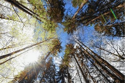 Entscheidung: Bekommt Lichtenwalde einen Waldfriedhof? - Eine naturnahe Urnenbeisetzung am Fuß eines Baums wünschen sich viele Menschen.