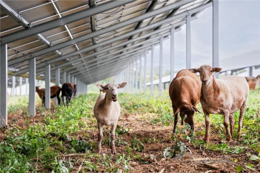 Entscheidung in Oederan: Bekommt Gahlenz einen 65 Hektar großen Solarpark? - Beispiel für eine Großflächen-Fotovoltaikanlage mit Schafweide der Firma M. Münch Elektrotechnik. 