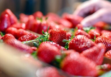Erdbeerbauern graut es vielerorts vor noch mehr Regen - Im Schnitt sei die Erdbeersaison für gut verlaufen, heißt es vom Verband Süddeutscher Spargel- und Erdbeeranbauer.