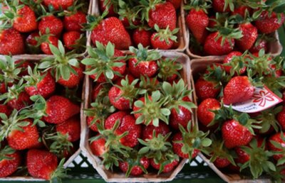 Erdbeere ist nicht gleich Erdbeere - Pflanztipps für den Garten - 