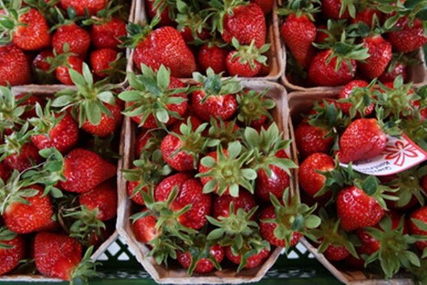 Erdbeere ist nicht gleich Erdbeere - Pflanztipps für den Garten - 