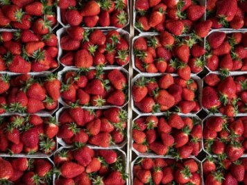 Erdbeeren: Ernte kurz, Früchte klein - 