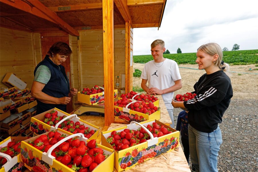 Erdbeeren frisch vom Feld: Start der Selbstpflücker-Saison in Callenberg - Veronika Weber (links) hatte schon am ersten Tag viel zu tun im Verkaufsstand. Selbstgepflückte Erdbeeren werden abgewogen. Doch auch der Kauf von gefüllten Körben ist möglich.
