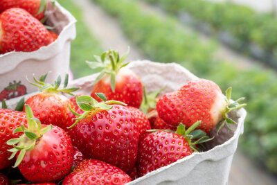 Erdbeeren in Sachsen jetzt auch zum Selbsternten - Heimische Erdbeeren mit klarem Vorteil - Wer selbst pflückt, spart Geld 