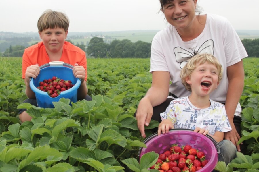 Erdbeerernte im Vogtland läuft: Felder bieten reichlich Früchte - Nick (13), Katja und Nico (6) Pfeifer aus Treuen holten eimerweise Erdbeeren vom Rotschauer Feld. 