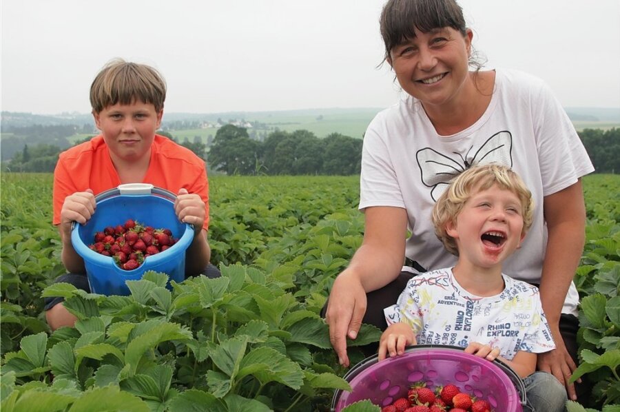 Nick (13), Katja und Nico (6) Pfeifer aus Treuen holten eimerweise Erdbeeren vom Rotschauer Feld. 
