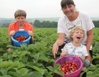 Erdbeerernte im Vogtland läuft - Nick (13), Katja und Nico (6) Pfeifer aus Treuen holten eimerweise Erdbeeren vom Rotschauer Feld. 