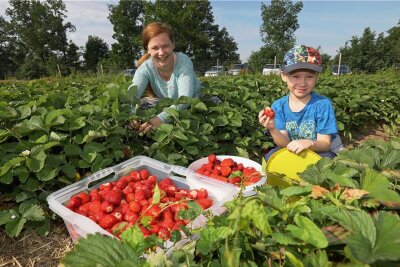 Erdbeerfeld in Dennheritz: Hier gibt es mehr Platz für rote Früchte - Mandy Badura hat mit Unterstützung von Sohn Erick am Montagvormittag rund 22 Kilogramm Erdbeeren in Dennheritz geerntet. 