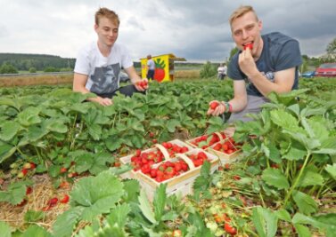 Erdbeerpflanzen in der Region hängen voller roter Früchte - Jonas Ludwig aus Rottmannsdorf und Jonathan Eichin aus Zwickau haben sich am Dienstagnachmittag ihre Körbe auf dem Feld von Erdbeeren-Funck in Hirschfeld mit Früchten gefüllt und einige gleich genascht. 