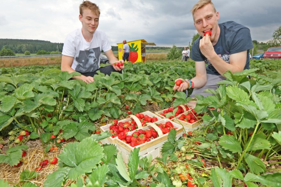 Erdbeerpflanzen in der Region hängen voller roter Früchte - Jonas Ludwig aus Rottmannsdorf und Jonathan Eichin aus Zwickau haben sich am Dienstagnachmittag ihre Körbe auf dem Feld von Erdbeeren-Funck in Hirschfeld mit Früchten gefüllt und einige gleich genascht. 