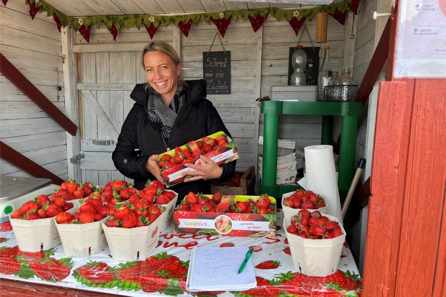 Erdbeersaison in Oberlichtenau: Früher Start trotz Regenflut - Bianca Scholz vom Fruchthof Hammer hat die Erdbeersaison begonnen. Die Früchte kosten 9,50 Euro pro Kilogramm.