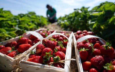 Erdbeersaison in Sachsen beginnt: Ernteeinbußen erwartet - Eine Erntehelferin erntet Erdbeeren auf dem Feld des Erdbeererzeugers Funck in Leipzig.