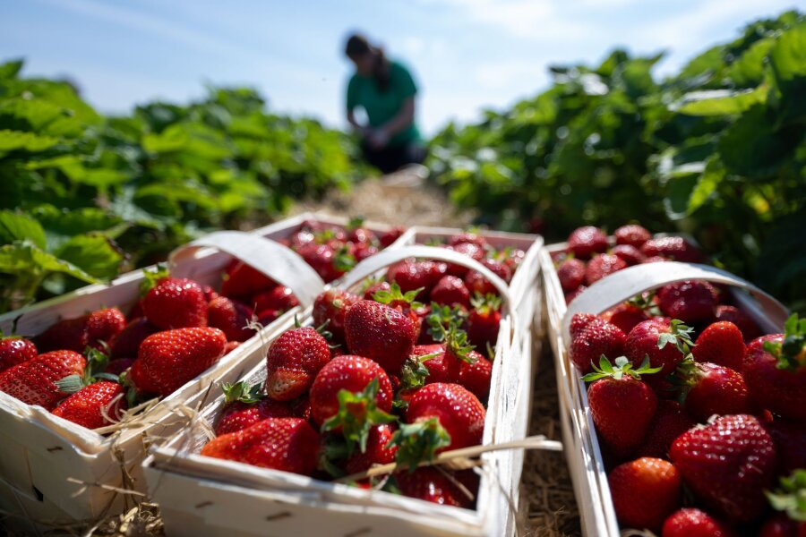 Erdbeersaison in Sachsen beginnt: Ernteeinbußen erwartet - Eine Erntehelferin erntet Erdbeeren auf dem Feld des Erdbeererzeugers Funck in Leipzig.
