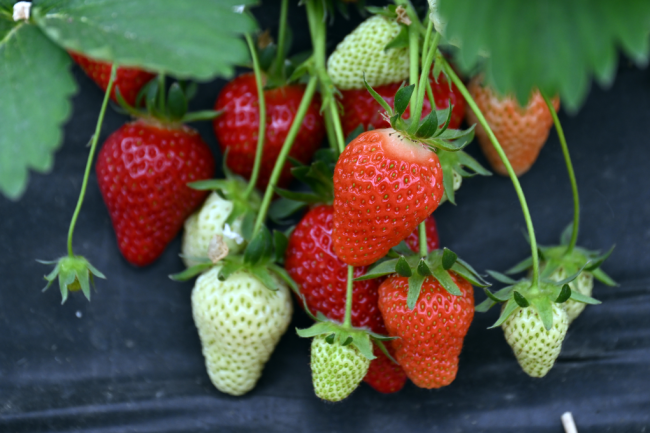 Erdbeersaison in Sachsen: Der merkwürdige Trend zu hellen Sorten - Reife Erdbeeren hängen in einem Folientunnel an den Erdbeerpflanzen.
