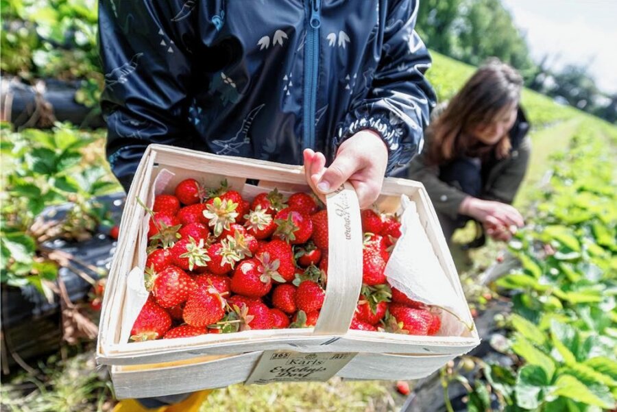 Erdbeerzeit in Sachsen: 5 Benimmregeln für das Selbstpflückfeld - Im Juni freuen sich viele Familien darauf, mit den Kleinen Erdbeeren pflücken zu gehen. Profi-Tipp: Keine Plastiktüte verwenden, weil die Früchte dabei schneller matschig werden.