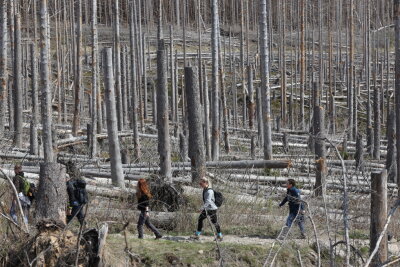 Erhöht Totholz die Brandgefahr in den Erzgebirgswäldern? - Auch in den Wäldern des Erzgebirges gibt es reichlich Totholz.