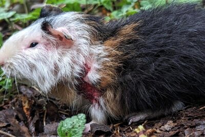 Erneut Meerschweinchen in vogtländischem Wald entdeckt: Waldarbeiter finden ausgesetztes Haustier - Das erste im Wald gefundene Tier hat überlebt. Über den Berg ist es laut dem Plauener Tierheim noch nicht.