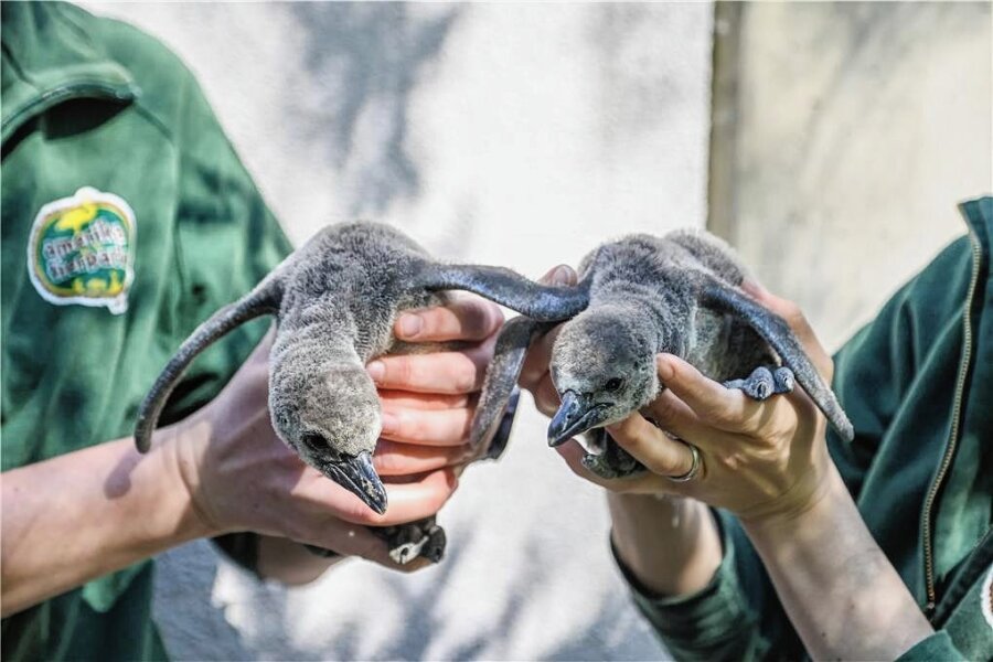 Erneut Nachwuchs bei den Pinguinen im Amerika-Tierpark in Limbach-Oberfrohna - Sechs Pinguinküken sind im April im Amerika-Tierpark in Limbach-Oberfrohna geschlüpft. Darunter auch zwei Zwillingspaare. 