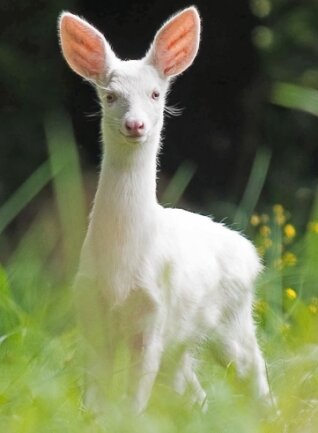 Erneut Rehweißchen im Erzgebirgswald entdeckt - Einer der weißen Außenseiter ist fotografiert worden.