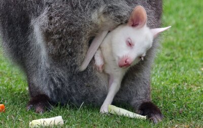 Erneut schneeweißer Känguru-Nachwuchs in Marlow - Das Kängurubaby Abigail im Beutel der Mutter im Vogelpark Marlow.