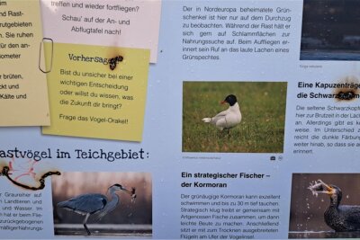 Erneut Vandalismus im Teichgebiet Limbach-Oberfrohna: Neue Infotafeln beschmiert und angekokelt - Im Juni wurden die Infotafeln aufgestellt. Nun wurden sie angekokelt und beschmiert – nicht zum ersten Mal.