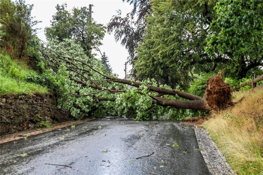 Erneutes Unwetter im Erzgebirge: Baum durchtrennt Stromleitung in Bockau - Insgesamt zehn Bäume wurden entwurzelt.