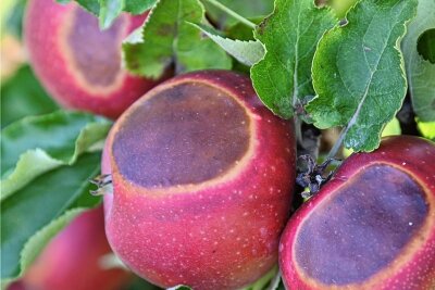 Ernte im Obstgut Seelitz: Die Äpfel haben Sonnenbrand - 