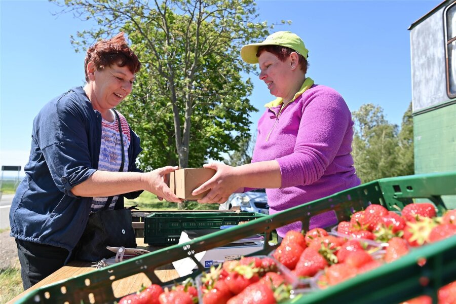 Ernteausfälle bei Obstbauern: Ein Fest in Seelitz fällt aus - Auf den Erdbeerfeldern der Obstgut Genossenschaft Seelitz, wie auf dem Feld bei Spernsdorf, ist die Ernte auch für Selbstpflücker abgeschlossen.