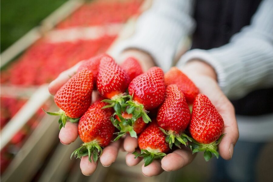 Erntestart in Sachsen: Hier können Sie Erdbeeren pflücken! - Hm, leckere Erdbeeren können jetzt in Sachsen selbst gepflückt werden.