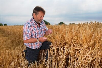 Erntestart: Trockenheit bereitet Sachsens Bauern Sorgen - Wolfgang Vogel, Landwirt und Präsident des Landesbauernverbandes, in seinem Wintergerstenfeld. Hier ist alles in Ordnung. 