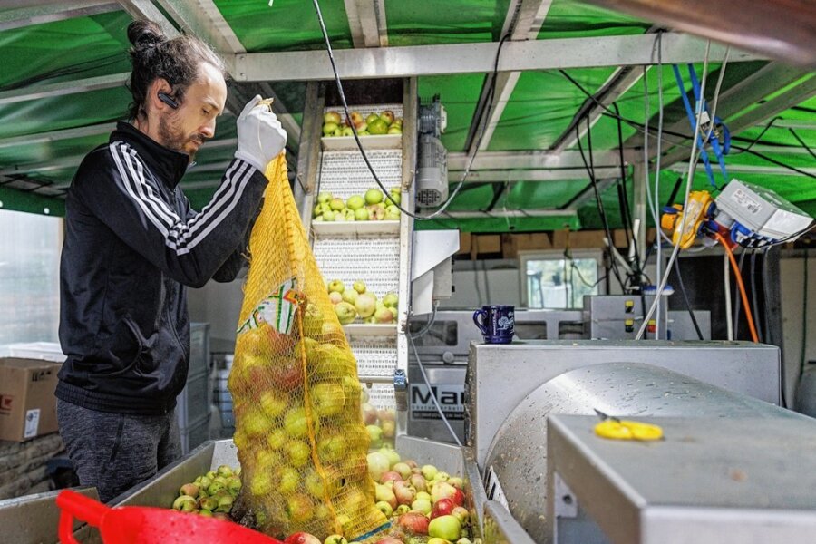 In der mobilen Mosterei in Mildenau ist Hochsaison. Kunden kommen aus ganz Sachsen, weil sie Saft aus ihren eigenen Früchten mitnehmen wollen. Im Bild: Philipp Förster, einer der drei Betreiber. 
