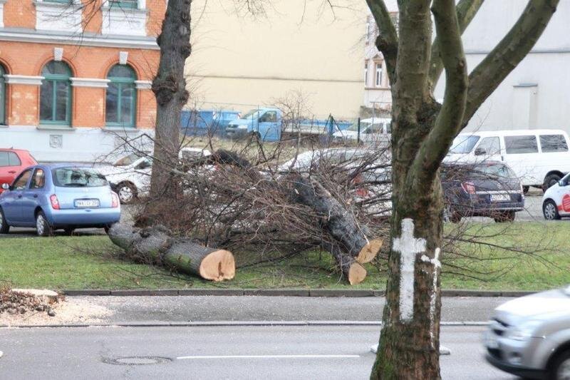 Erste Bäume an Reichenhainer Straße gefällt - 