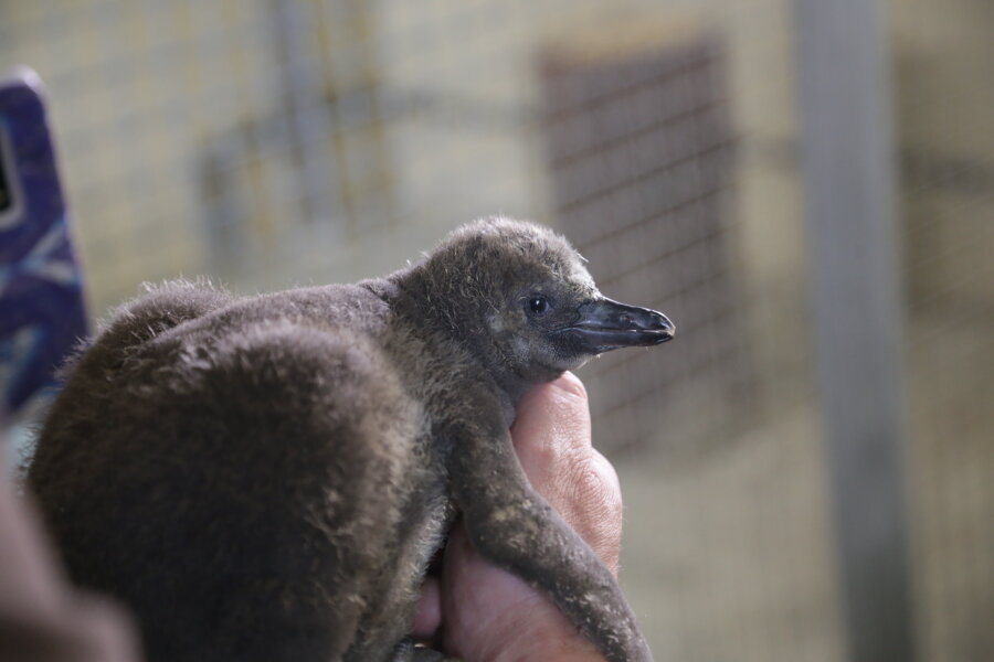 Erste Fotos von Pinguin-Küken - Das Küken bringt 13 Tag, nachdem es geschlüpft ist, bereits 1077 Gramm auf die Waage. 