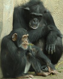 Erste Tropenbewohner kommen im Winter an - 
              <p class="artikelinhalt">Schimpansen im Pongoland: Der Leipziger Zoo ist ein 26 Hektar großer, parkartig gestalteter Garten nordwestlich der Innenstadt.</p>
            