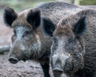 Erster Fall von Afrikanischer Schweinepest in Sachsen bestätigt - 
