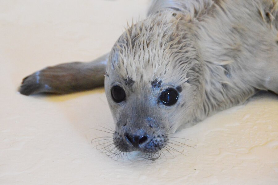 Erster Heuler der Saison in Seehundstation - Der kleine Heuler Bosse ist als erster Heuler der diesjährigen Geburtensaison in der Seehundstation Friedrichskoog aufgenommen worden.