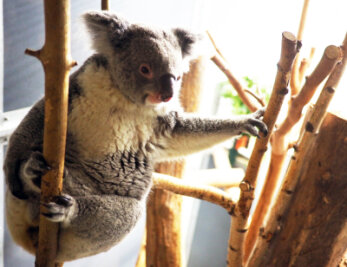 Erster Koala-Nachwuchs in Geschichte des Leipziger Zoos - 