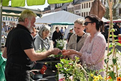 Erster Regionalmarkt in Rochlitz: Die Frühlingsboten bringen den Sommer gleich mit - Bernhard Liebchen von Liebchens Gartenbau Crossen ist einer der Stammhändler auf dem Rochlitzer Regionalmarkt.